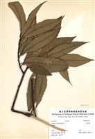 藏品(栓皮櫟)的圖片